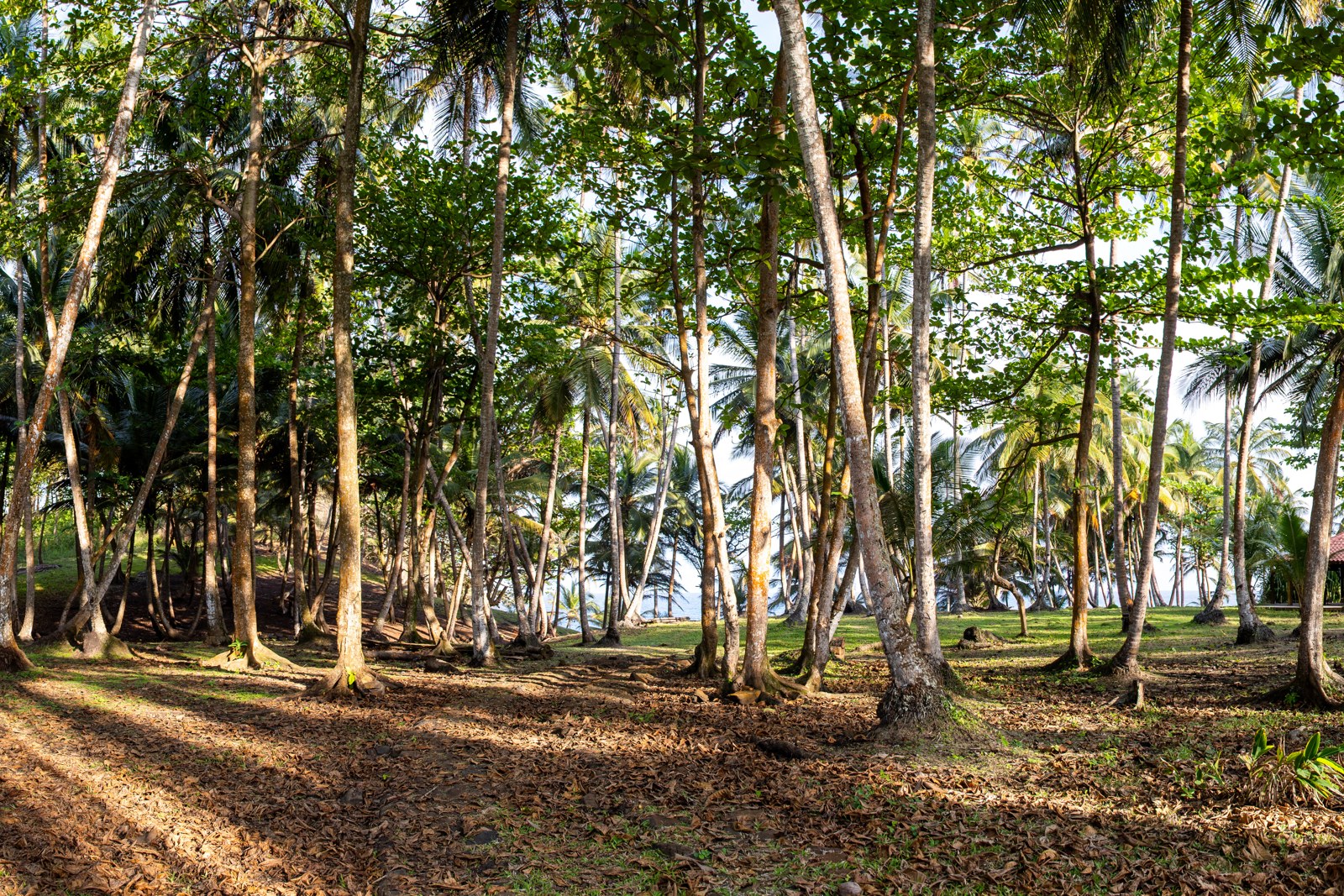 Cocoteraies préservées à São Tomé